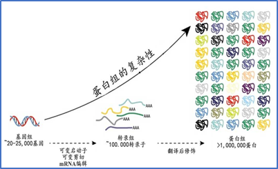 蛋白質(zhì)翻譯后修飾1.jpg